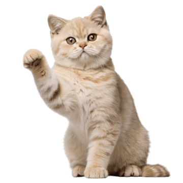 Котята бесплатно Берлин