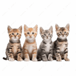 pngtree four kittens png image 17280308 1 150x150