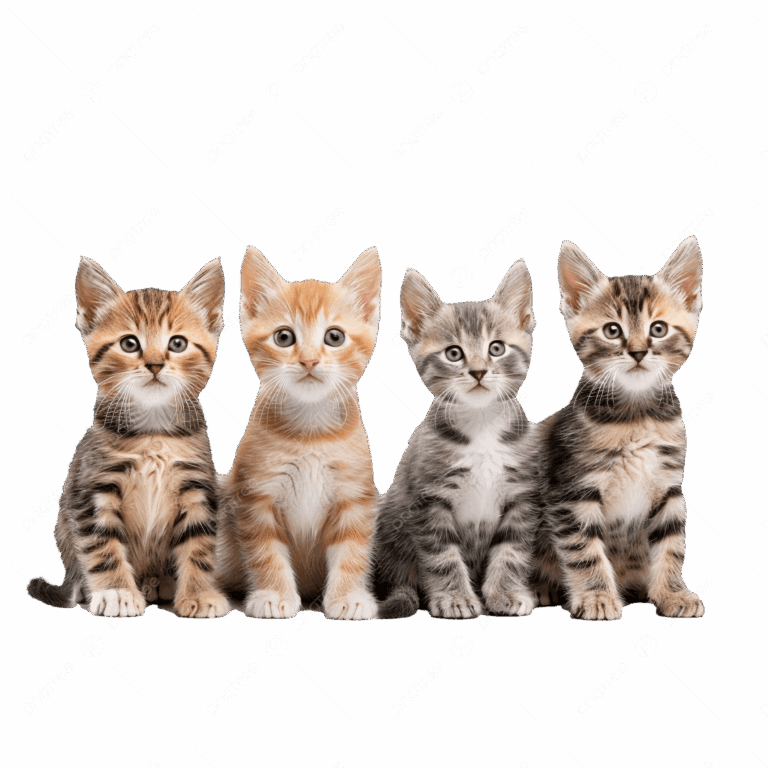 продам котят
