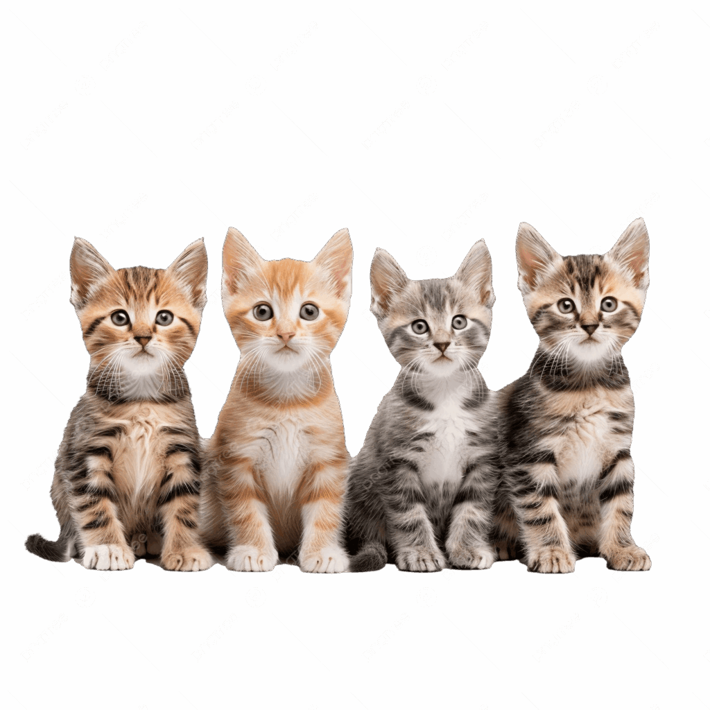 pngtree four kittens png image 17280308 1024x1024